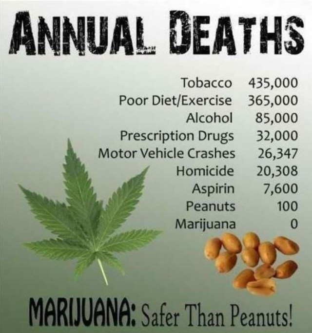 Marijuana, Safer Than Peanuts infographic - weedist, Source: http://pinterest.com/pin/193865958929894646/