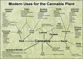 Cannabis vs. Marijuana vs. Hemp