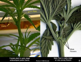 Sexing Your Marijuana Plants: Is it Male or Female?