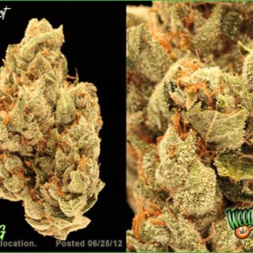 Video: “True OG” Strain Showcase from Pot Spot Collective in Los Angeles