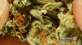 Video: HD Closeup of 5 Strains from   Alpha Medic Delivery Service