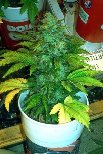 Autoflowering Marijuana: What It is and What It's for; Source: http://www.autoflowering-cannabis.com/wp-content/uploads/2011/07/lowryder-201x300.jpg