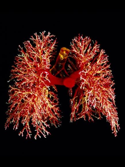 cannabis and lung cancer storm crow 39 s mmj government tree chart