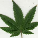 Source: http://www.kindgreenbuds.com/cannabis-grow-bible/species.html