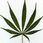 Source: http://www.kindgreenbuds.com/cannabis-grow-bible/species.html