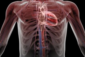 Cannabis and Heart Disease | source: http://lupus.webmd.com/ss/slideshow-lupus-overview
