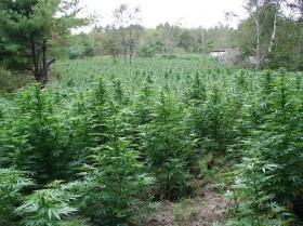 Outdoor Growing Basics Part 1: Location and Climate