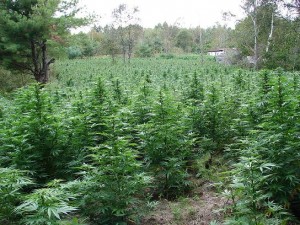 http://www.cannabissativa.com/wp-content/uploads/2010/10/growing_marijuana_outdoors.jpg
