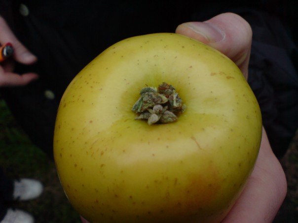 Piece-of-the-Week-How-to-Make-an-Apple-Marijuana-Pipe-green-on-green.jpg