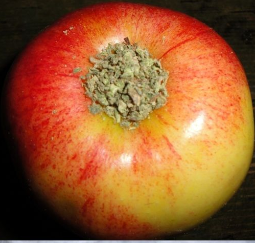 Piece of the Week | How to Make an Apple Marijuana Pipe