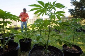 Veteran Emerald Triangle Pot Growers See Their Way of Life Ending
