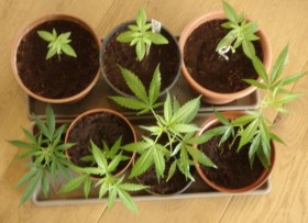 Should I Grow From Seeds or Clones?