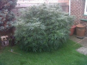 Elderly Couple Found Growing Huge Marijuana Plant by Accident