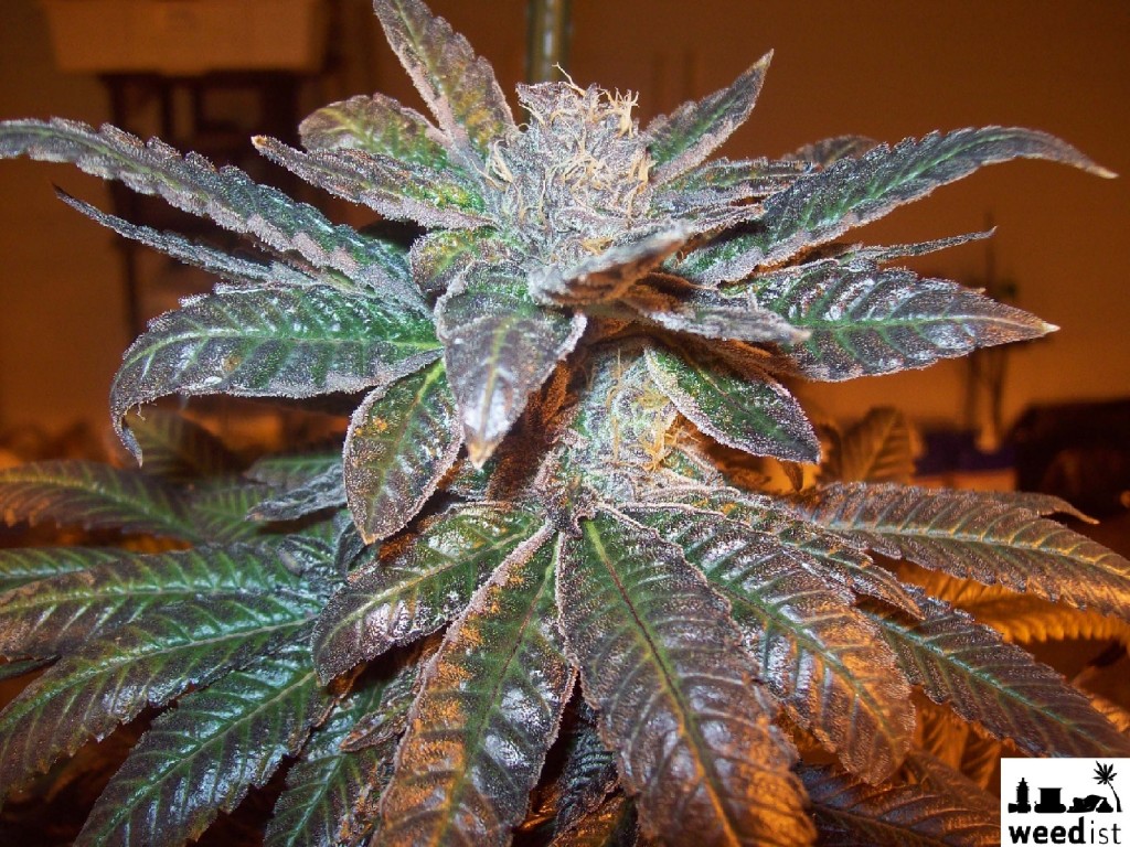 My Favorite Strains Grape Ape, Info and Eye Candy Weedist