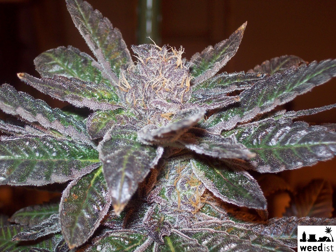 Grape Ape Weed