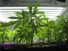 Medical Marijuana Gardens Could Spring Up in Vancouver, Washington Under Proposed Ordinance