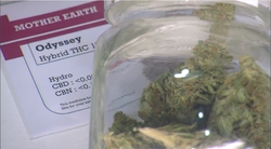 More San Diegans May Get To Vote On Medical Marijuana Dispensaries