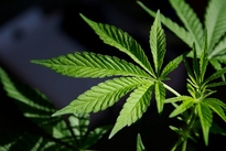 US News & World Report: ‘Should Marijuana Use Be Legalized?’
