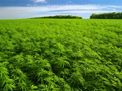 cannabis field, Source: http://www.semillas-de-marihuana.com/blog/cultivan-500-mil-plantas-de-marihuana-abiertamente-en-california-96779/