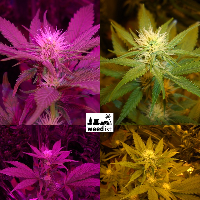 Day 16 flowering - RhinoGrow LED Grow Light Comparison