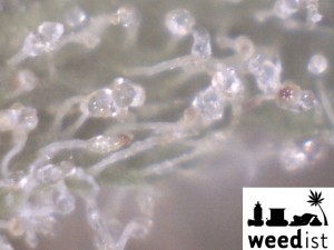 Celestron Microscope Review Blue Dream LEagle | source: weedist.com