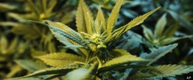 California Marijuana Decriminalization Drops Youth Crime Rate to Record Low: Study