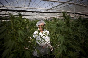 Canadians Want to Legalize Marijuana, Too