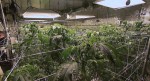 Inside a California Marijuana Grow House in the San Fernando Valley