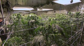 Inside a California Marijuana Grow House in the San Fernando Valley