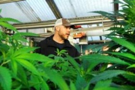 Outrage at Potential Sentence for Montana Marijuana Grower