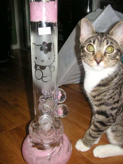 Piece of the Week | Hello Kitty Bong with cat
