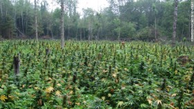 Wisconsin Asks Hunters to Be on the Lookout for Marijuana