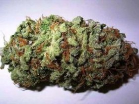 marijuana bud wikimedia_0 legalization, Source: http://stopthedrugwar.org/chronicle/2012/nov/13/citing_marijuana_legalization_vo
