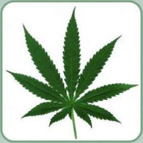 Marijuana Legalization Favored in US, Canada