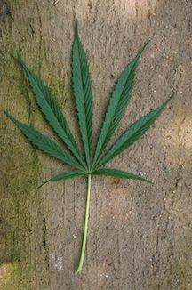 Marijuana Legalization Victories Are Already Ripping the Drug War Apart