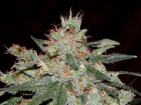 One of My Favorite Strains: S.A.G.E.
