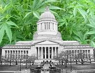 First Marijuana Growers in Washington D.C. Clear Regulatory Hurdles