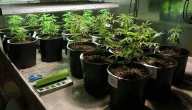 Medical Marijuana Law May Not Tank Indictment