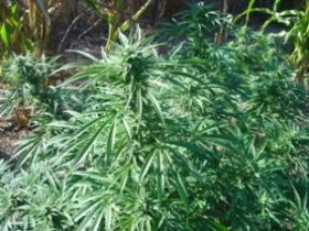 Pot plants, Wheeler's Ranch_12 CBS Poll Marijuana Legalization, Source: http://stopthedrugwar.org/chronicle/2012/nov/30/cbs_poll_shows_record_legalization_support