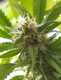 Study: Cannabis Associated With Lower Diabetes Risk