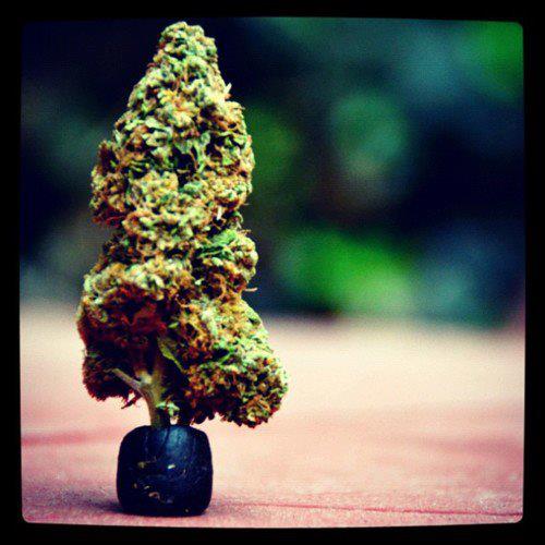 Great Christmas Gift Ideas for Weedists Weedist