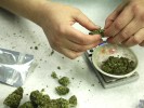 How to Sell Marijuana Legally, In Four Inconvenient Steps