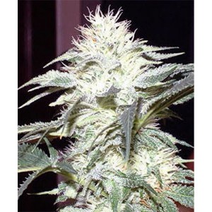 White Widow source: http://canadianseedbank.ca/image/cache/data/white-widow2-900x900.jpg