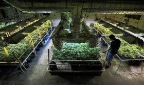 Connecticut Medicinal Marijuana Could be Available in a Year