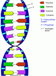 High Scientist: Storing Data in DNA, Source: http://www.biologycorner.com/resources/DNA-colored.gif