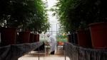 Israel: Studying Marijuana and Its Loftier Purpose