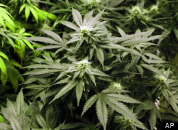 Marijuana Legalization Would Promote Drug Use, DEA Contends