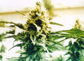 Washington State Seeks Marijuana Consumption Experts