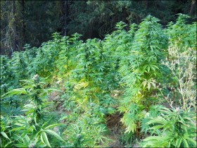 New Marijuana Law Piques Interest of Local Washington Farmers