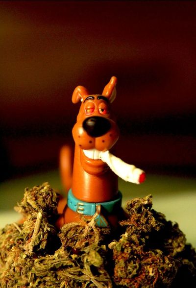 Piece of the Week | Scooby-Doo Bongs and Pipes